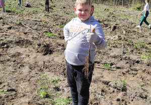 Chłopiec trzymający w ręku sadzonkę dębu szypułkowgo.