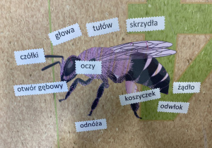 Budowa pszczoły